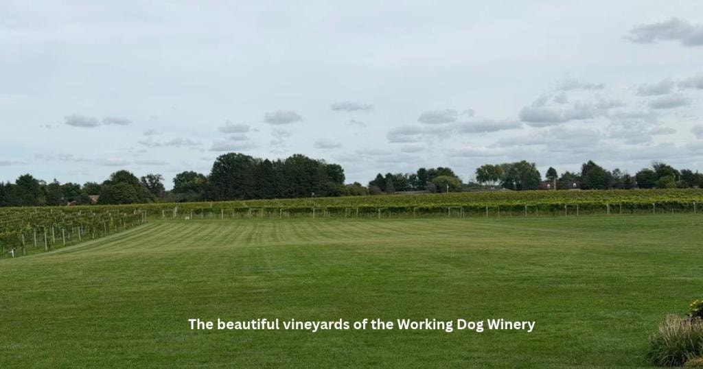 The beautiful vineyards of the Working Dog Winery